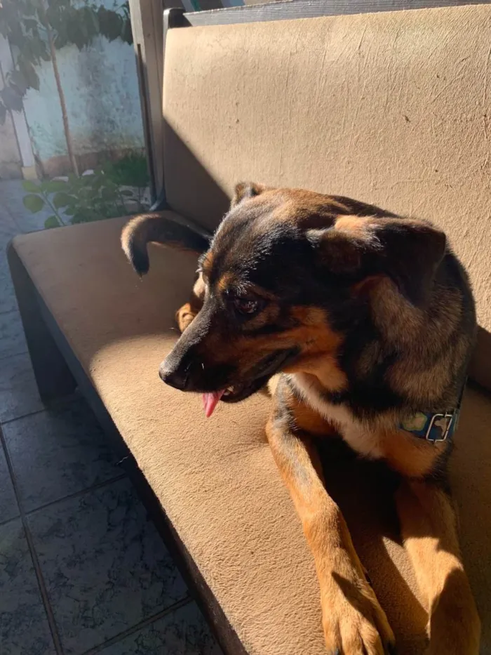 Cachorro ra a SRD idade 2 anos nome Bebel