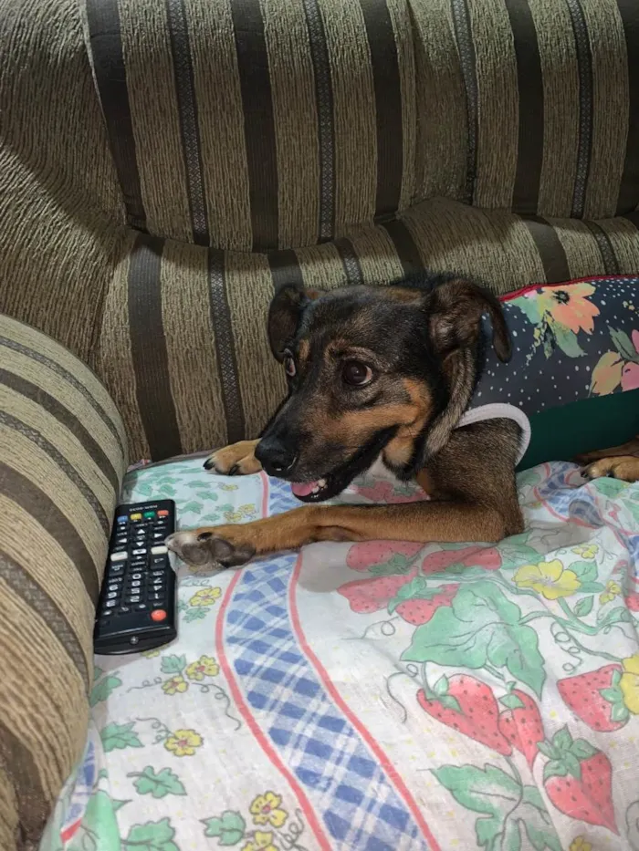 Cachorro ra a SRD idade 2 anos nome Bebel
