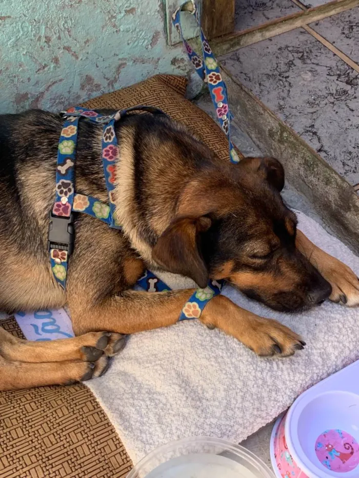 Cachorro ra a SRD idade 2 anos nome Bebel