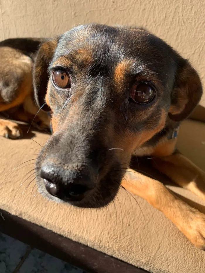 Cachorro ra a SRD idade 2 anos nome Bebel