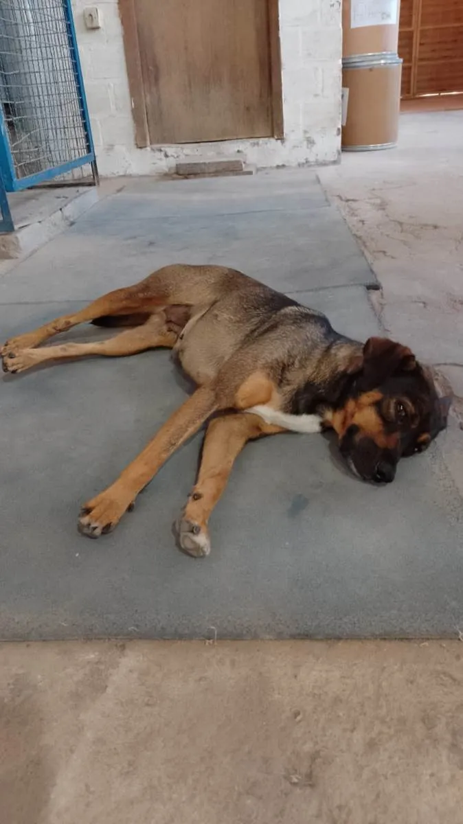 Cachorro ra a SRD idade 2 anos nome Bebel