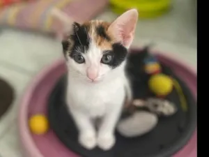 Gato raça Srd idade 2 a 6 meses nome Bela