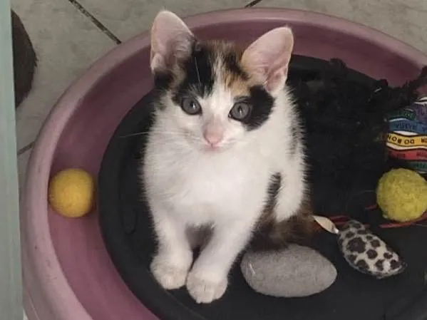 Gato raça Srd idade 2 a 6 meses nome Bela