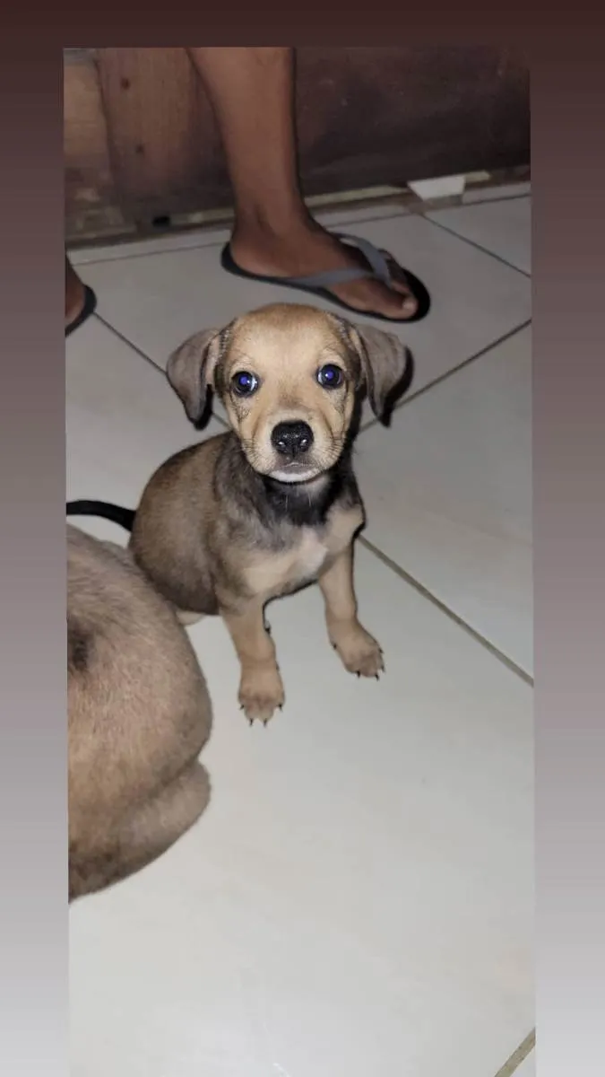 Cachorro ra a  idade  nome não colocamos um nome 