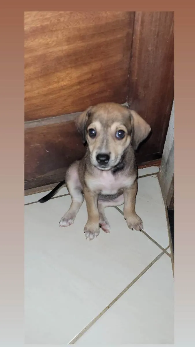 Cachorro ra a  idade  nome não colocamos um nome 