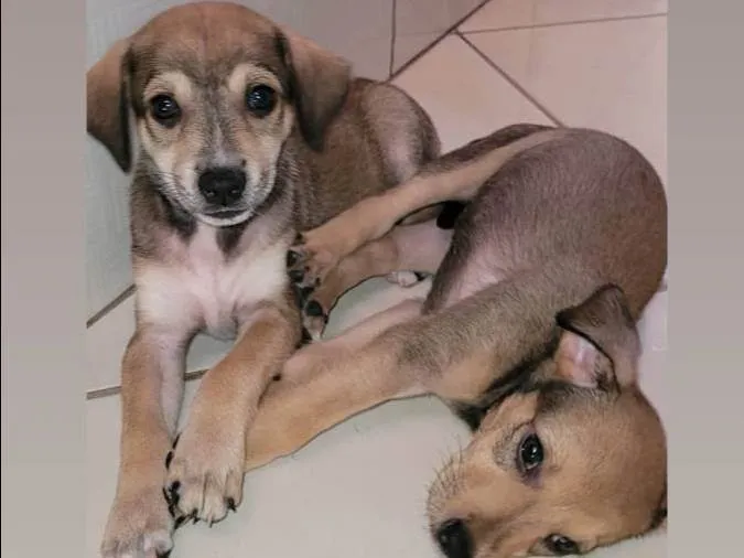 Cachorro ra a  idade  nome não colocamos um nome 