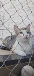 Penélope 