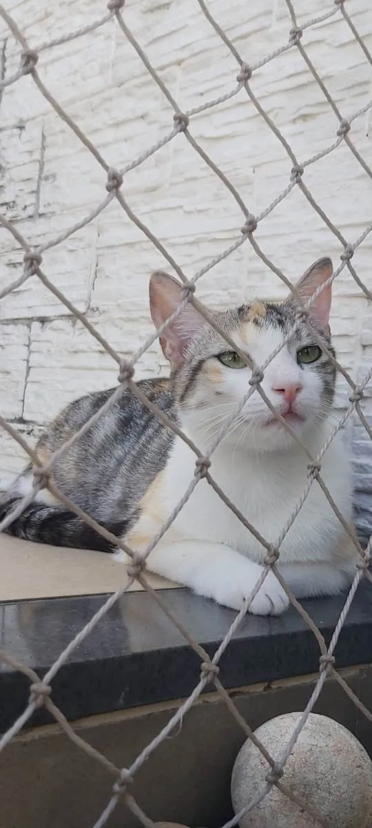 Gato ra a SRD-ViraLata idade 1 ano nome Penélope 