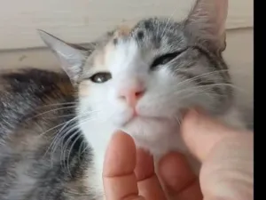 Gato raça SRD-ViraLata idade 1 ano nome Penélope 