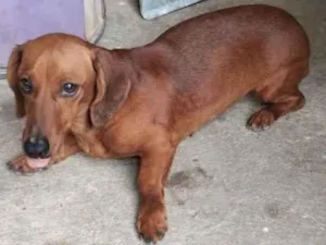 Cachorro raça Basset-Cofap idade 2 anos nome Moana