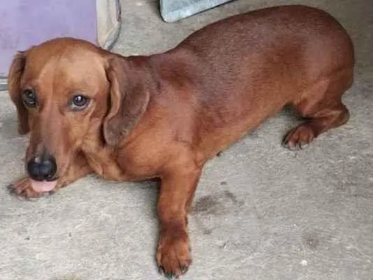 Cachorro ra a Basset-Cofap idade 2 anos nome Moana