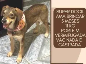 Cachorro raça SRD idade 2 a 6 meses nome Mel