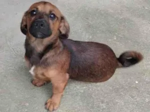 Cachorro raça SRD-ViraLata idade 2 a 6 meses nome Nevasca