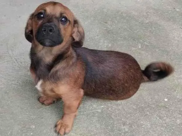 Cachorro ra a SRD-ViraLata idade 2 a 6 meses nome Nevasca