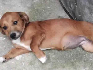 Cachorro raça SRD-ViraLata idade 2 a 6 meses nome Lindinha 