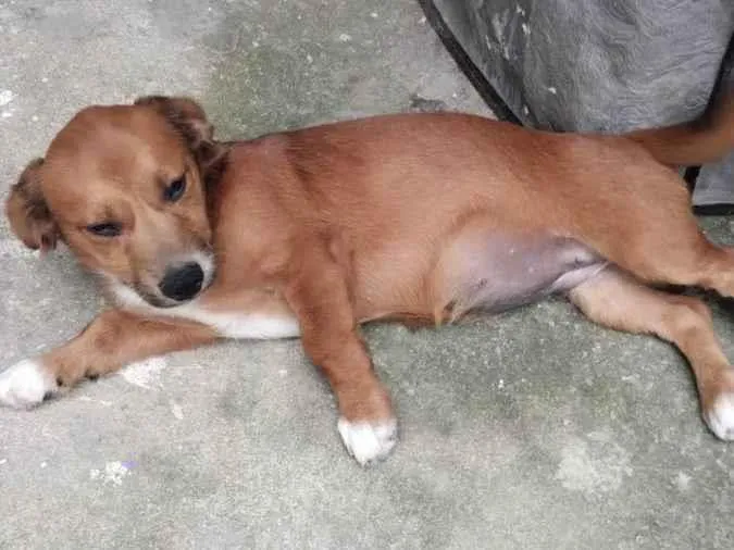 Cachorro ra a SRD-ViraLata idade 2 a 6 meses nome Lindinha 