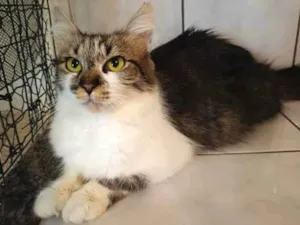 Gato raça SRD idade 1 ano nome Sem nome