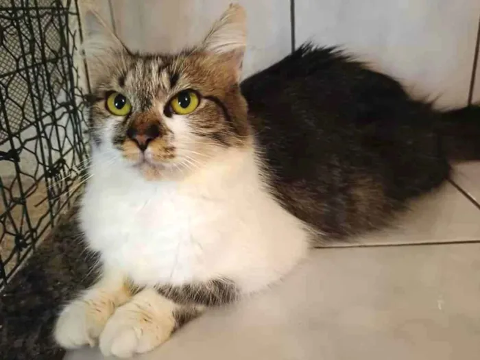 Gato raça SRD idade 1 ano nome Sem nome