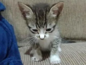 Gato raça SRD-ViraLata idade 2 a 6 meses nome não tem