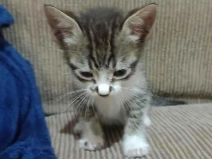 Gato ra a SRD-ViraLata idade 2 a 6 meses nome não tem