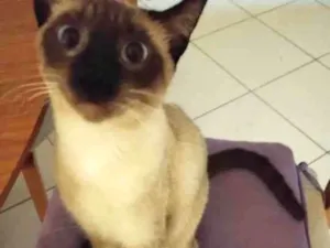 Gato raça Siamês idade 7 a 11 meses nome Kiara