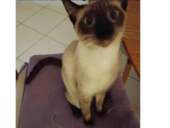 Gato ra a Siamês idade 7 a 11 meses nome Kiara