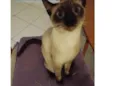 Kiara