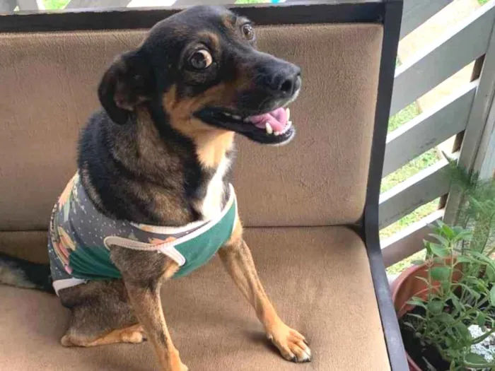 Cachorro ra a SRD idade 2 anos nome Bebel