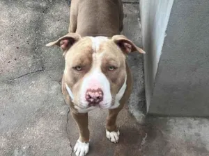 Cachorro raça Pitbull idade 2 anos nome Max