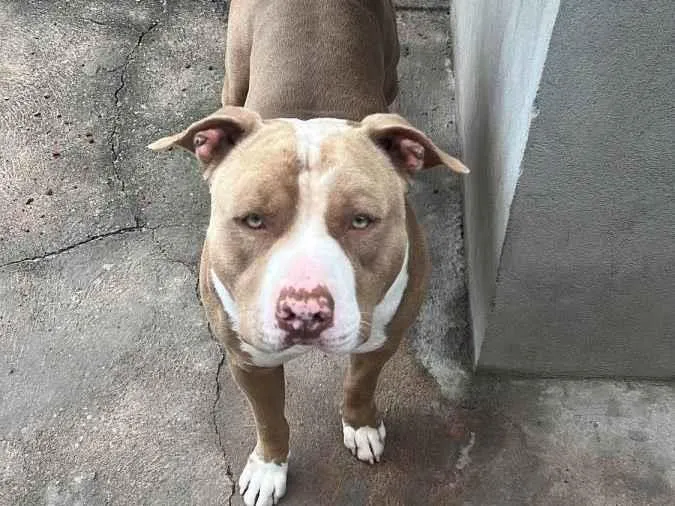 Cachorro ra a Pitbull idade 2 anos nome Max