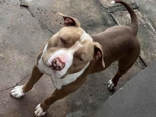 Cachorro ra a Pitbull idade 2 anos nome Max