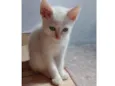 Dudu,mel, lu