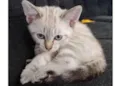 Dudu,mel, lu