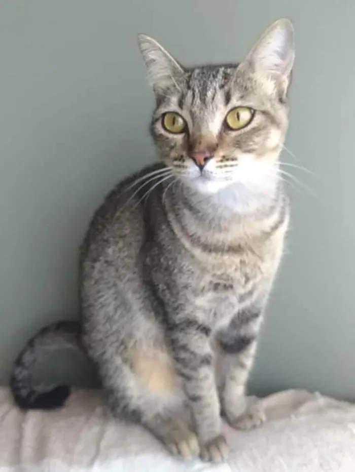 Gato ra a SRD-ViraLata idade 2 anos nome Nala