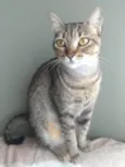 Nala