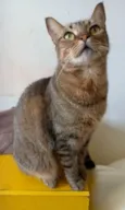 Nala
