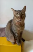 Nala