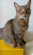 Nala