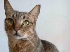 Gato raça SRD-ViraLata idade 2 anos nome Nala