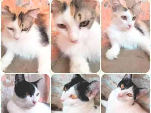 Gato raça SRD-ViraLata idade 1 ano nome Dulce/Théo 