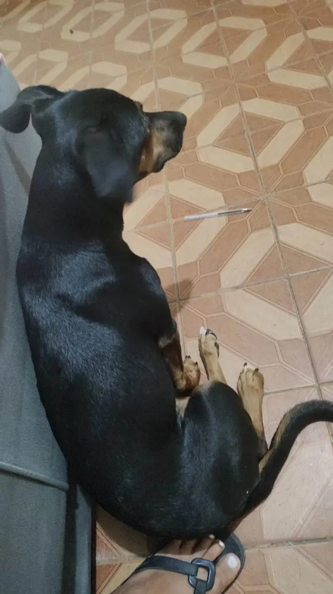 Cachorro ra a Vira vala idade 1 ano nome Princesa