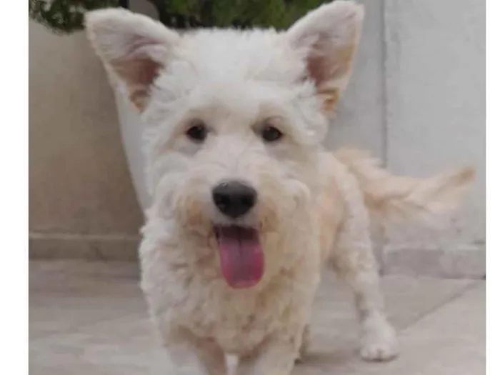 Cachorro raça SRD-ViraLata idade 1 ano nome Snoopy