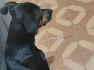 Cachorro raça Vira vala idade 1 ano nome Princesa