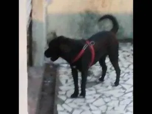 Cachorro raça Shar Pei idade 6 ou mais anos nome Leon