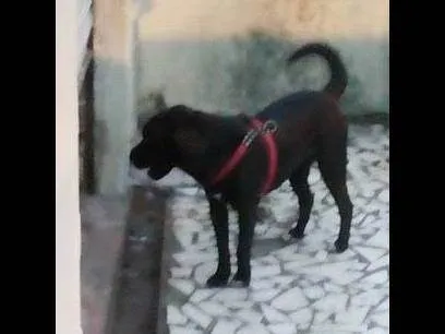 Cachorro ra a Shar Pei idade 6 ou mais anos nome Leon