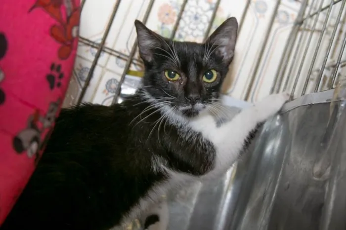 Gato raça SRD-ViraLata idade 2 a 6 meses nome Mariana