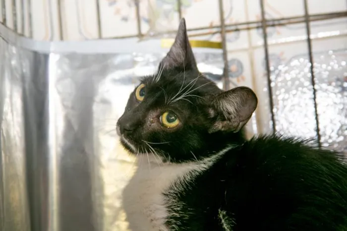 Gato raça SRD-ViraLata idade 2 a 6 meses nome Mariana