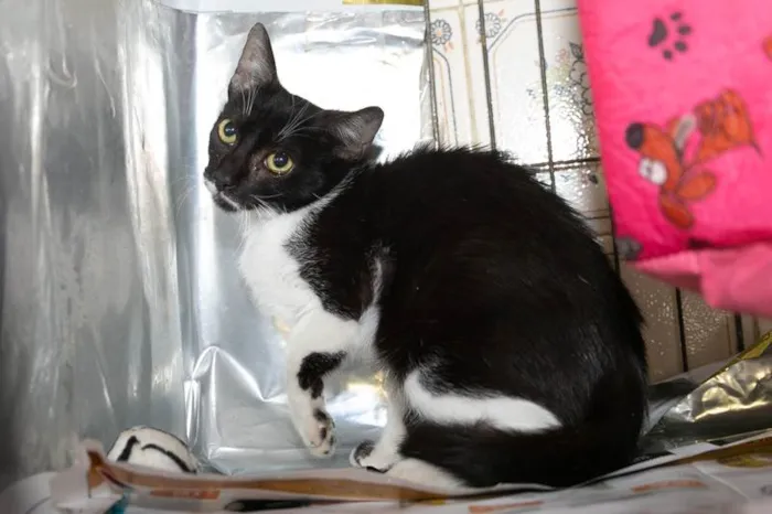 Gato raça SRD-ViraLata idade 2 a 6 meses nome Mariana