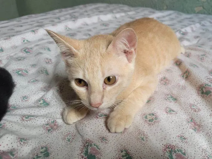 Gato raça SRD-ViraLata idade 2 a 6 meses nome Moon e Veludo