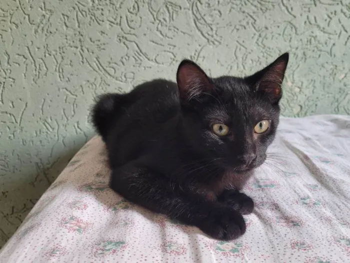 Gato raça SRD-ViraLata idade 2 a 6 meses nome Moon e Veludo